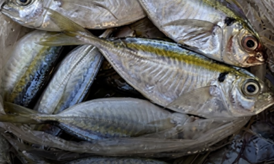 Ikan segar berkilat di pasar dengan kualiti terbaik