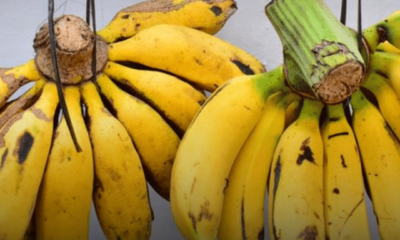 Pisang segar digantung untuk tahan lebih lama di suhu bilik