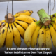 Pisang segar digantung untuk tahan lebih lama di suhu bilik