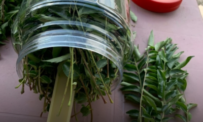 Daun kari segar dipetik untuk dijadikan stok simpanan dapur