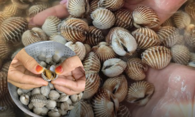 Cara mudah kopek kerang supaya isi tidak melekat pada cengkerang dan kekal cantik selepas direbus.