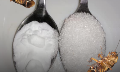 Campuran baking soda dan gula dalam bekas kecil digunakan sebagai umpan untuk menghapuskan lipas di dapur dan rumah.