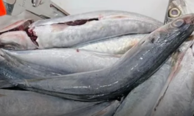 Wanita mencuci ikan mentah dalam bekas di dapur bagi mengelakkan pencemaran bakteria dari singki.