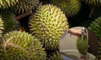 Isi durian segar ketika musim durian di Malaysia