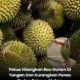 Isi durian segar ketika musim durian di Malaysia