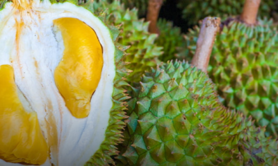 Durian segar yang baru dibuka dengan isi kuning tebal