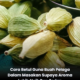 Buah pelaga yang dipecahkan untuk mengeluarkan biji rempah sebelum digunakan dalam masakan berempah