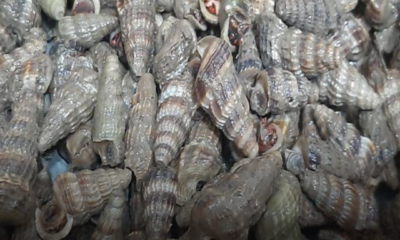 Cuci Siput Sedut Supaya Bersih,, Siput sedut segar sedang dicuci dan direndam untuk membuang lumpur serta lendir sebelum dimasak gulai lemak cili padi.