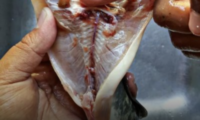 Proses menyiang ikan keli dan membuang darah beku di bahagian dalam untuk menghilangkan bau hanyir sebelum dimasak.