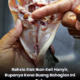 Proses menyiang ikan keli dan membuang darah beku di bahagian dalam untuk menghilangkan bau hanyir sebelum dimasak.