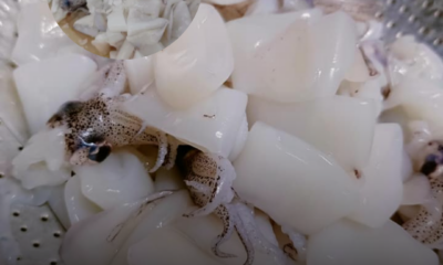Cara mencuci sotong menggunakan garam kasar sebelum dimasak