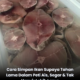 Ikan segar disimpan dalam bekas kedap udara di dalam peti ais dengan hirisan lemon untuk mengekalkan kesegaran dan mengurangkan bau hanyir