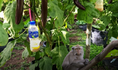Petua elak monyet dari tanaman menggunakan belacan dan ubat gegat