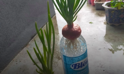 Cara tanam daun bawang dalam botol plastik tanpa tanah