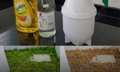 Cara hapuskan rumput liar di laman rumah tanpa racun kimia