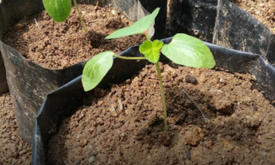 Cara siram pokok sayur dalam polibeg supaya subur