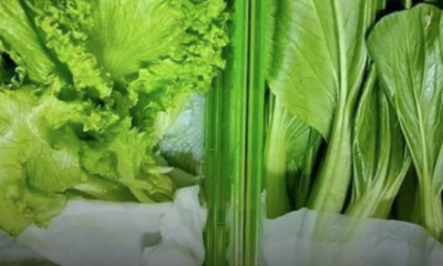 Pelbagai sayur segar seperti cili, salad, bawang dan tomato disimpan dengan teknik betul dalam peti ais untuk kekal tahan lama