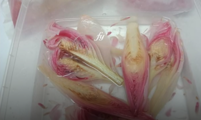Cara menyimpan bunga kantan dengan memotong, memasukkan ke dalam plastik berisi air dan membekukannya dalam freezer supaya tahan lama.
