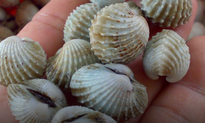 Kerang direndam dalam air sejuk bersama garam kasar dan ais bagi membantu menanggalkan lumpur serta kotoran pada kulit kerang.