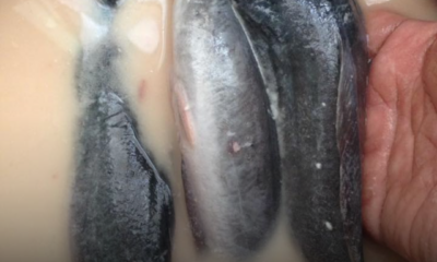 Ikan keli dibersihkan menggunakan tepung gandum untuk menghilangkan lendir dan bau hanyir sebelum digoreng.