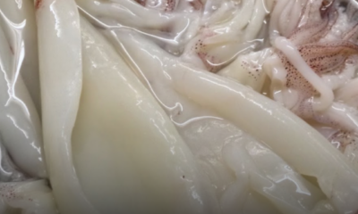 Sotong segar direbus bersama asam keping untuk mengelakkan saiznya mengecut ketika dimasak.