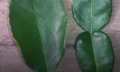 Perbandingan bentuk daun limau purut yang sesuai dan kurang sesuai digunakan dalam masakan.