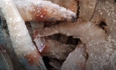 Udang segar yang telah dibersihkan dan diletakkan di dalam bekas sebelum disimpan.
