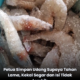 Udang segar yang telah dibersihkan dan diletakkan di dalam bekas sebelum disimpan.