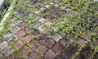 Rumput liar tumbuh di celah batu bata dan paver block di halaman rumah sebelum dibersihkan menggunakan kaedah kawalan rumpai yang mudah dan praktikal.