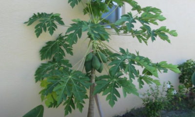 Pokok betik yang ditanam di halaman rumah dengan jarak sesuai dari bangunan bagi mengelakkan gangguan akar dan risiko kerosakan struktur kediaman.