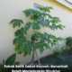 Pokok betik yang ditanam di halaman rumah dengan jarak sesuai dari bangunan bagi mengelakkan gangguan akar dan risiko kerosakan struktur kediaman.