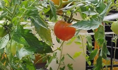 Pokok tomato yang subur dalam pasu dengan gugusan buah tomato merah dan hijau hasil penjagaan yang betul di halaman rumah.
