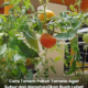 Pokok tomato yang subur dalam pasu dengan gugusan buah tomato merah dan hijau hasil penjagaan yang betul di halaman rumah.