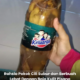 Pokok cili yang subur dan dipenuhi buah cili hijau hasil penggunaan baja organik daripada air rendaman kulit pisang di halaman rumah.
