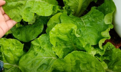 Sayur hijau yang subur di batas tanaman rumah hasil penjagaan harian dan siraman konsisten tanpa penggunaan baja kimia yang berlebihan.
