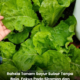 Sayur hijau yang subur di batas tanaman rumah hasil penjagaan harian dan siraman konsisten tanpa penggunaan baja kimia yang berlebihan.