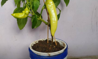 Pokok lada solok yang ditanam dalam bekas kitar semula menggunakan kaedah nutripot dengan buah hijau yang subur dan sihat.