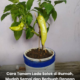 Pokok lada solok yang ditanam dalam bekas kitar semula menggunakan kaedah nutripot dengan buah hijau yang subur dan sihat.
