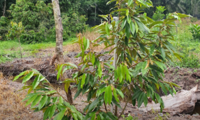 Anak pokok durian di kebun yang dirawat selepas banjir menggunakan kaedah siraman dan semburan bagi membantu pemulihan akar serta pertumbuhan semula pokok.