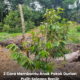 Anak pokok durian di kebun yang dirawat selepas banjir menggunakan kaedah siraman dan semburan bagi membantu pemulihan akar serta pertumbuhan semula pokok.