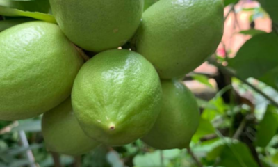 Pokok lemon yang subur dengan gugusan buah lemon hijau dan kuning pada dahan hasil penjagaan serta pembajaan yang konsisten.