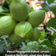 Pokok lemon yang subur dengan gugusan buah lemon hijau dan kuning pada dahan hasil penjagaan serta pembajaan yang konsisten.