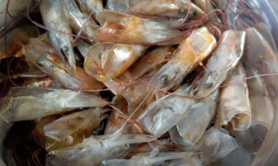 Kepala dan kulit udang yang diproses menjadi baja organik untuk tanaman melalui kaedah rebusan, pengeringan dan peraman bagi meningkatkan kesuburan pokok.