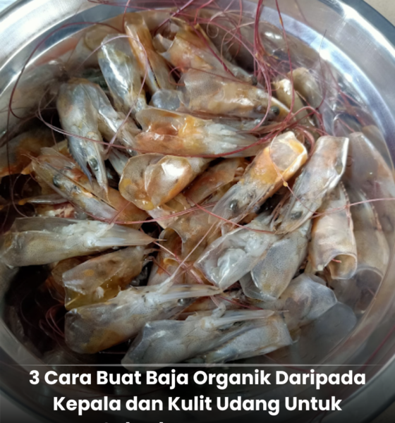 Kepala dan kulit udang yang diproses menjadi baja organik untuk tanaman melalui kaedah rebusan, pengeringan dan peraman bagi meningkatkan kesuburan pokok.