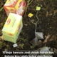 Pokok ros berbunga lebat dan sihat di taman rumah hasil penggunaan baja semula jadi seperti kulit pisang, kulit telur dan kompos organik.