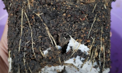 Proses mengitar semula tanah lama dengan campuran kompos, cocopeat dan sekam padi untuk dijadikan medium tanaman yang subur dan gembur.