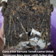 Proses mengitar semula tanah lama dengan campuran kompos, cocopeat dan sekam padi untuk dijadikan medium tanaman yang subur dan gembur.