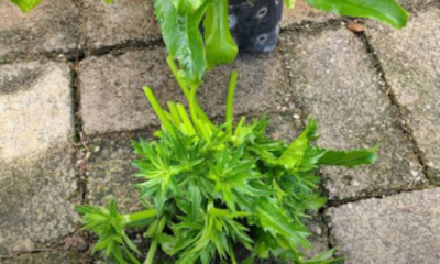 Pokok Ketumbar Jawa yang rimbun dan subur di dalam pasu dengan daun hijau segar sedia dipetik untuk kegunaan masakan.