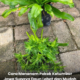 Pokok Ketumbar Jawa yang rimbun dan subur di dalam pasu dengan daun hijau segar sedia dipetik untuk kegunaan masakan.