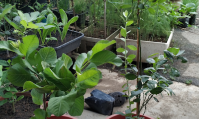 Proses memindahkan anak pokok ke dalam pasu baharu menggunakan medium tanaman yang gembur dan mempunyai saliran yang baik.